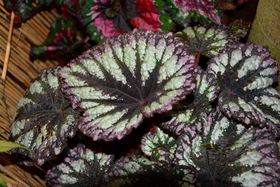 Nature garden green leaves