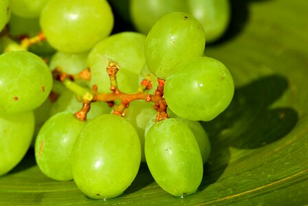 Fruit food green