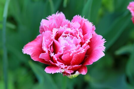 The dutch tulip spring flowers