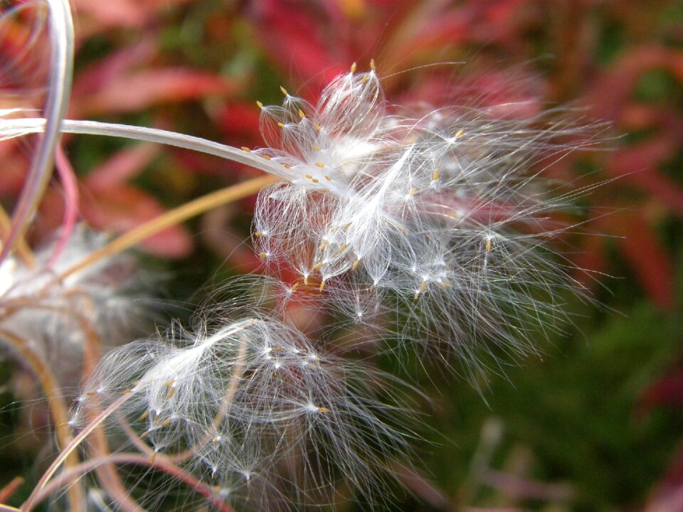 Pod the parachutes autumn
