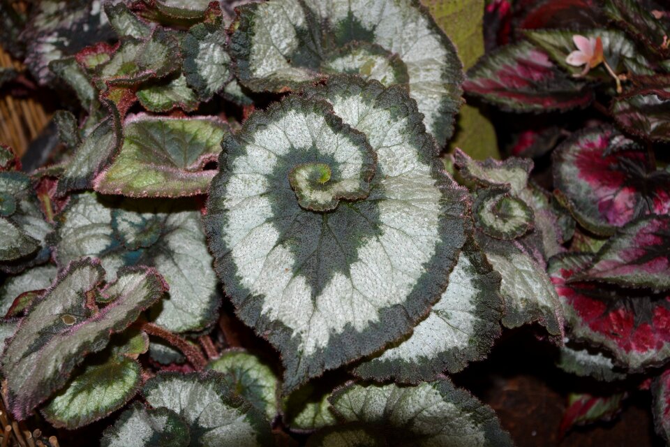 Green garden foliage