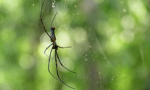 Arachnid spiderweb insect photo