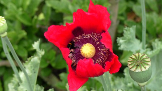 Plant flower full bloom