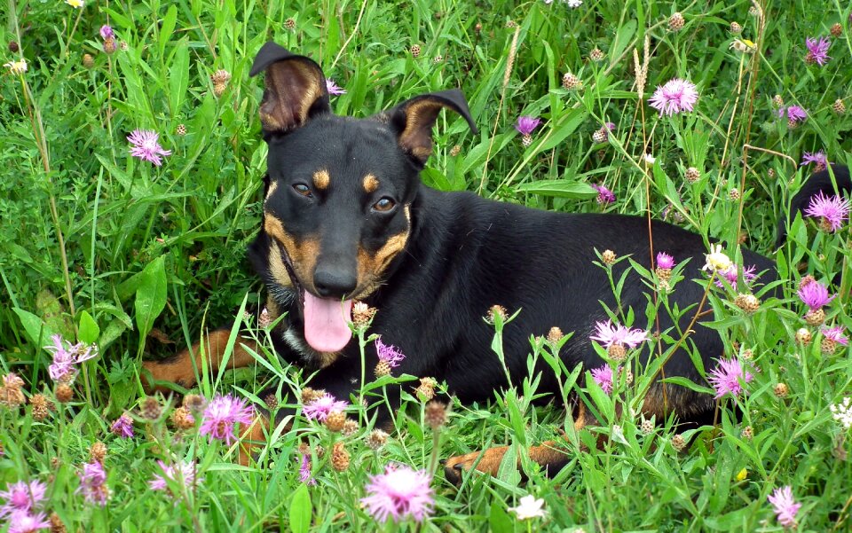 Flower meadow animal