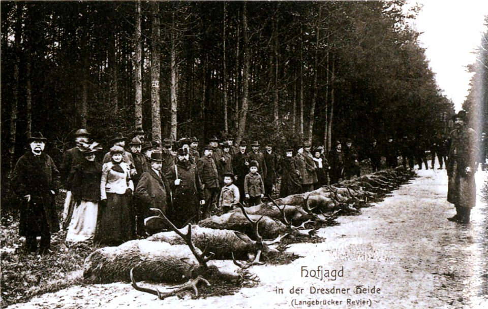Albert I. Hofjagd