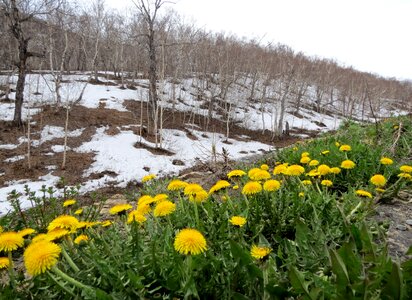 Flowers primroses snow