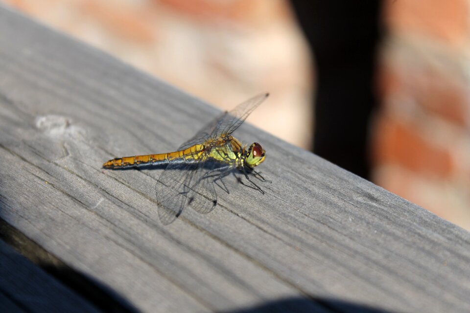 Closeup insects summer