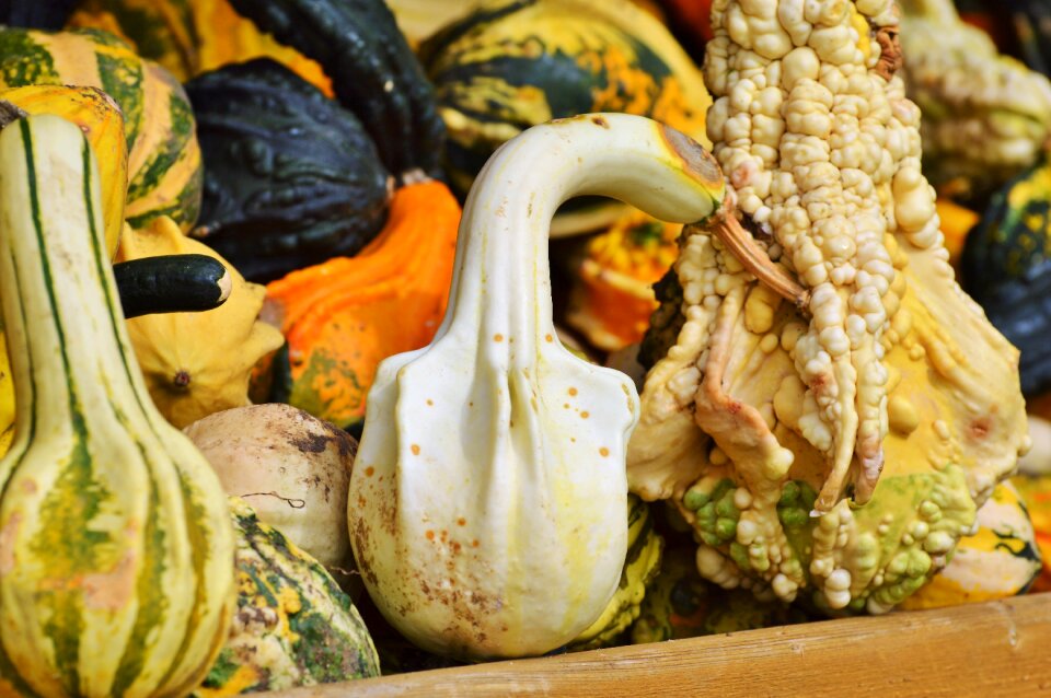 Autumn cucurbita maxima choose