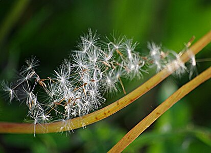 The parachutes flowers plant