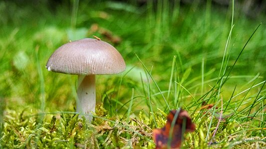 Nature poisonous mushroom litter