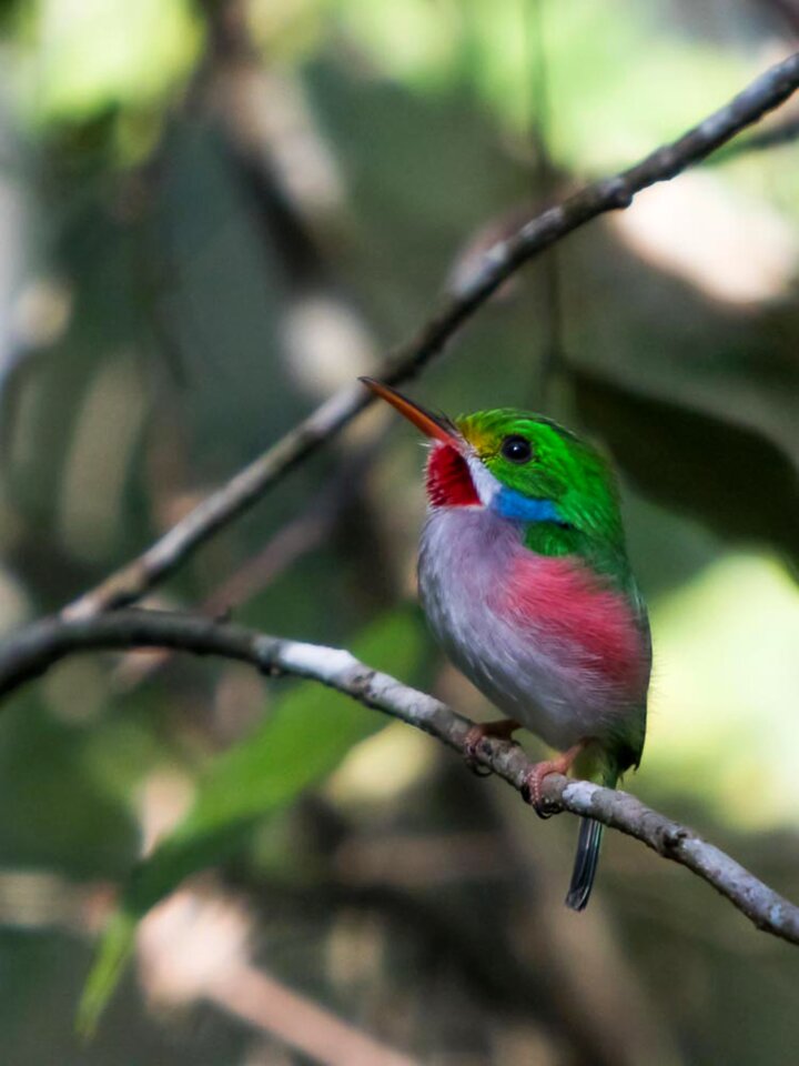 Bird cartacuba endemic
