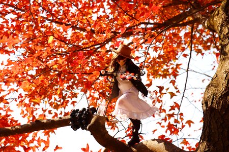 Leaf season maple