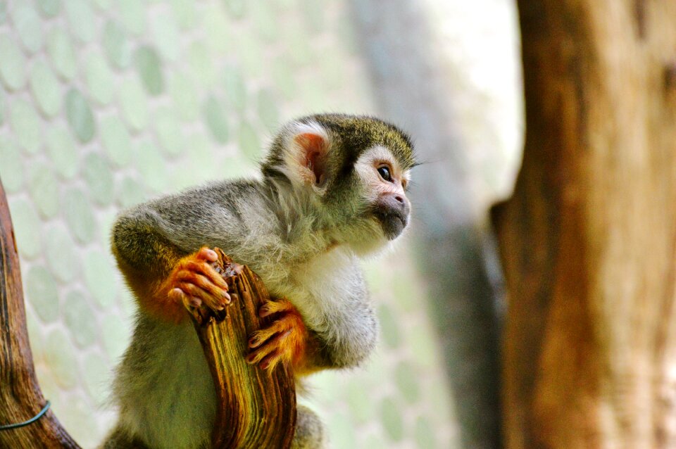 Capuchin monkey zoo tierpark hellabrunn