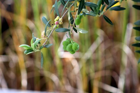 Green olives branch olive trees photo