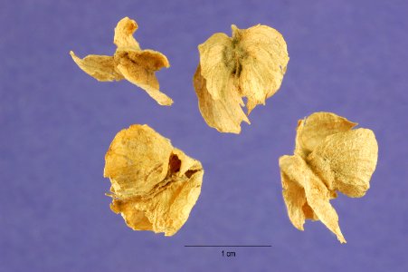 Atriplexcanescens