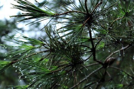 Pine tree nature natural