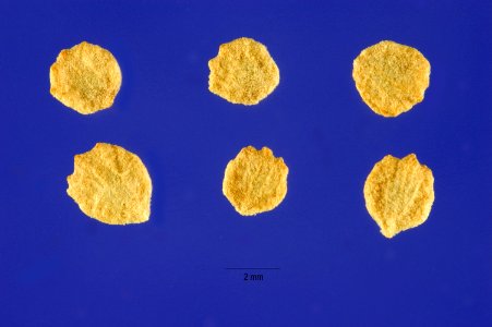 Atriplexlentiformis