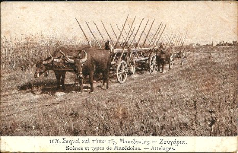 Attelages-Macédoine 1919