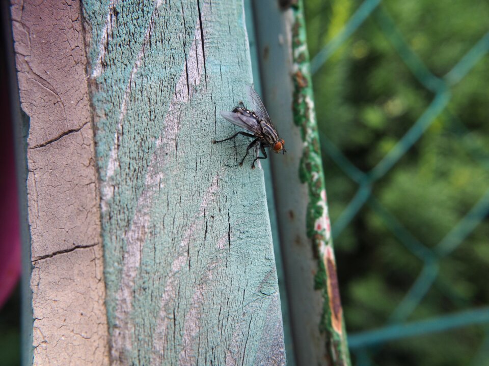 Wood garden flight insect
