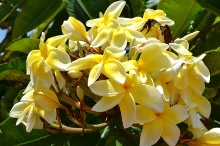 Garden tropical blooming photo