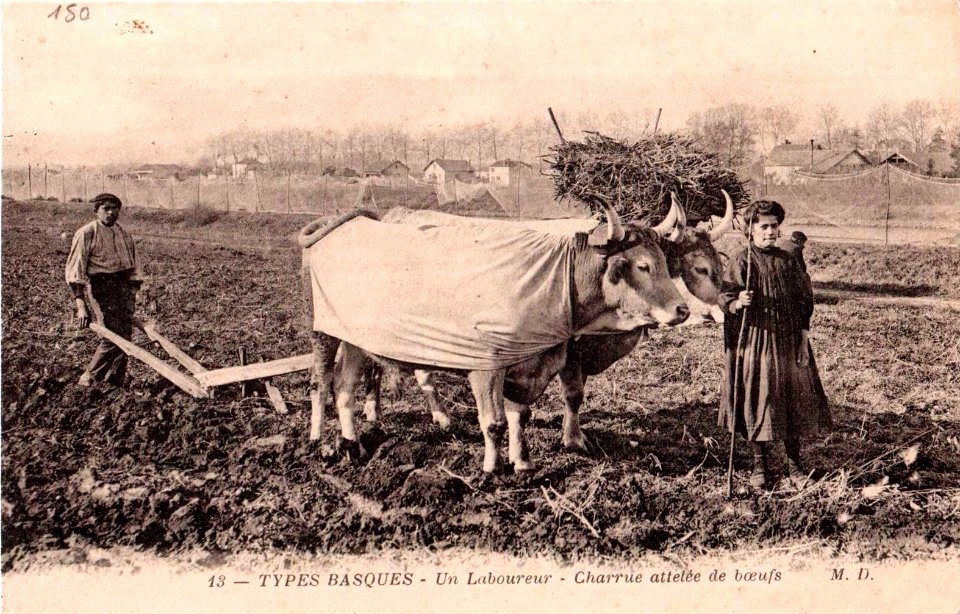 Au Pays Basque - un laboureur