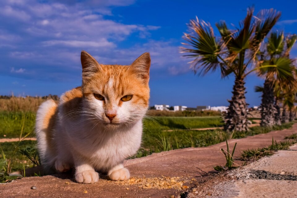 Animal nature outdoors