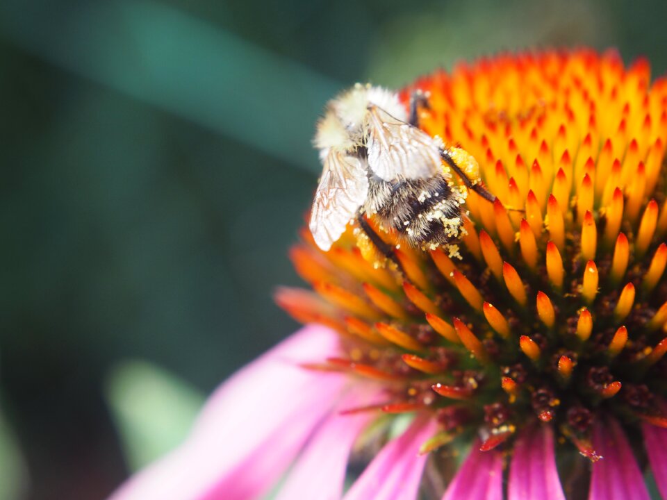 Hummel insect flower