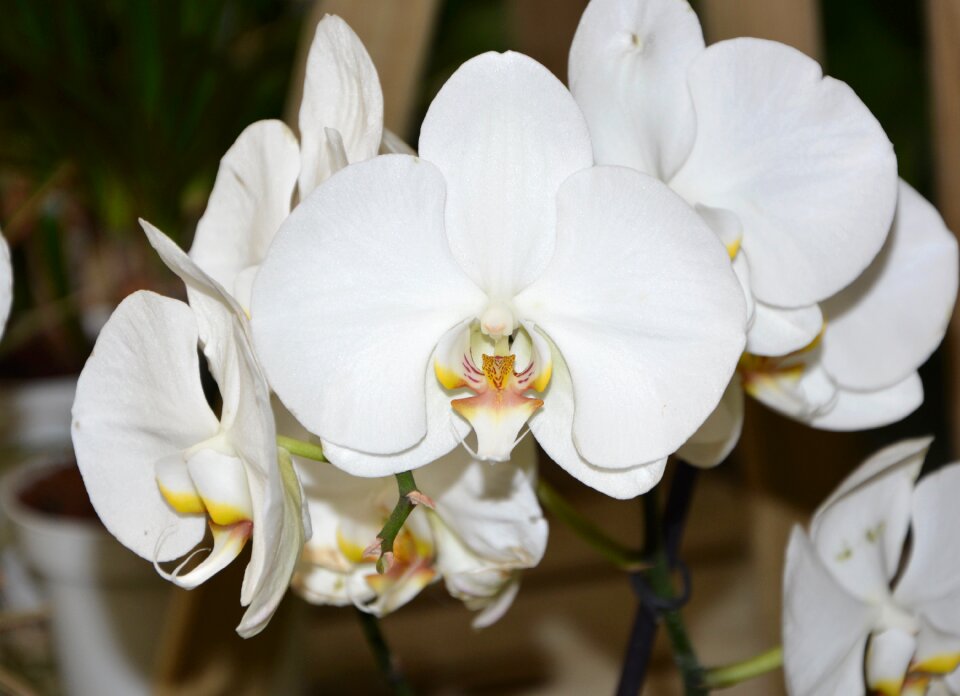 Nature white flower plants exotic