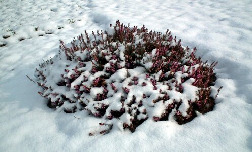 Nature cold erica