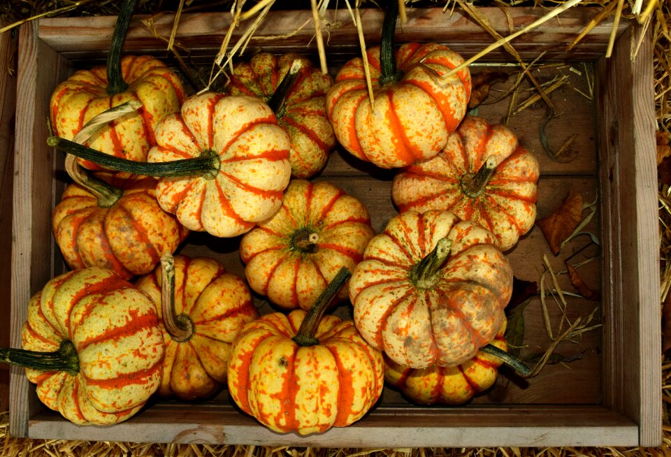 Halloween orange pumpkins autumn