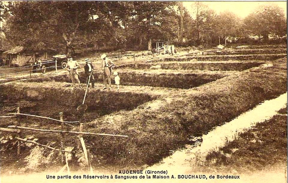 Audenge - résevoir à sangsues 1