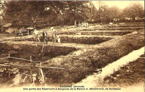Audenge - résevoir à sangsues 1