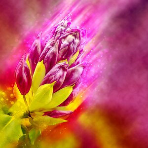 Background image pink plant