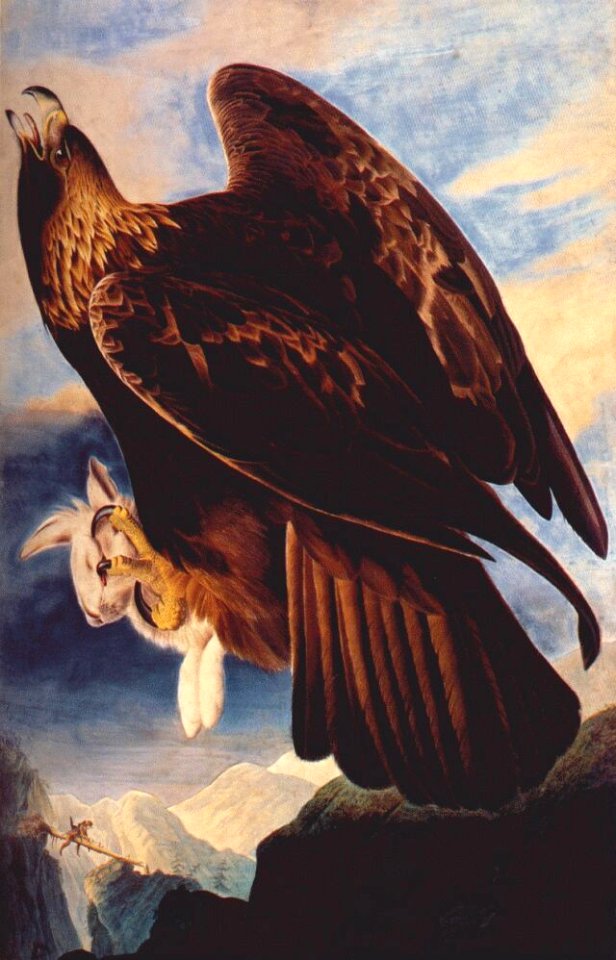 Audubon, John James ~ Golden Eagle, 1833-4