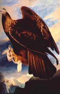 Audubon, John James ~ Golden Eagle, 1833-4 photo
