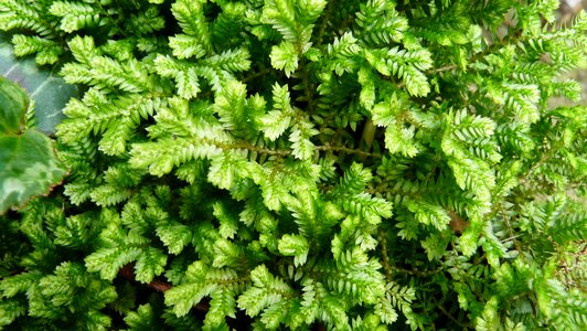 Foliage plant garden photo