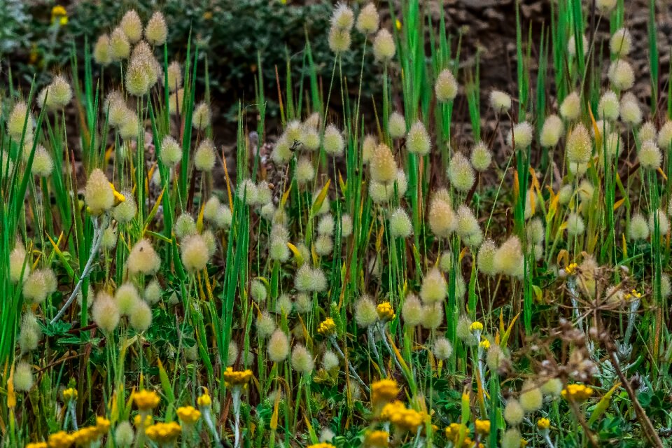 Field grass season