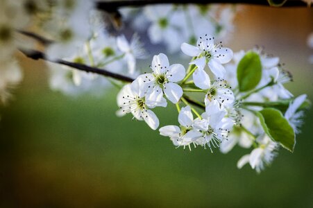 Flora tree branch