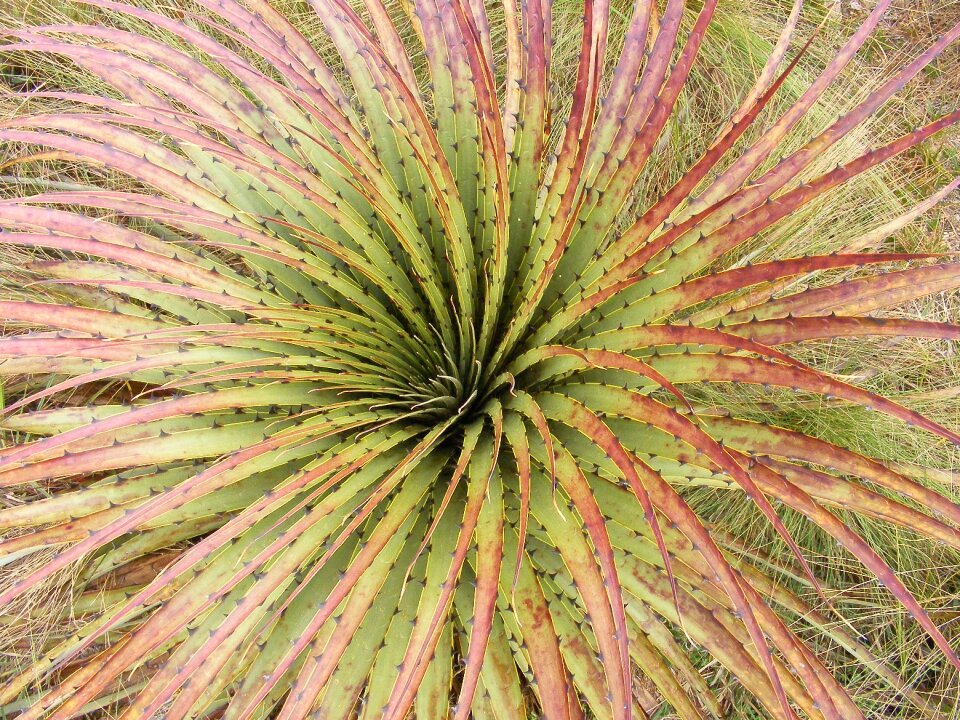 Agave naturaleza foliage
