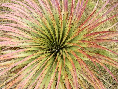 Agave naturaleza foliage
