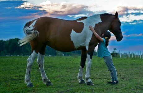 Girl field friend horse friendship horse photo