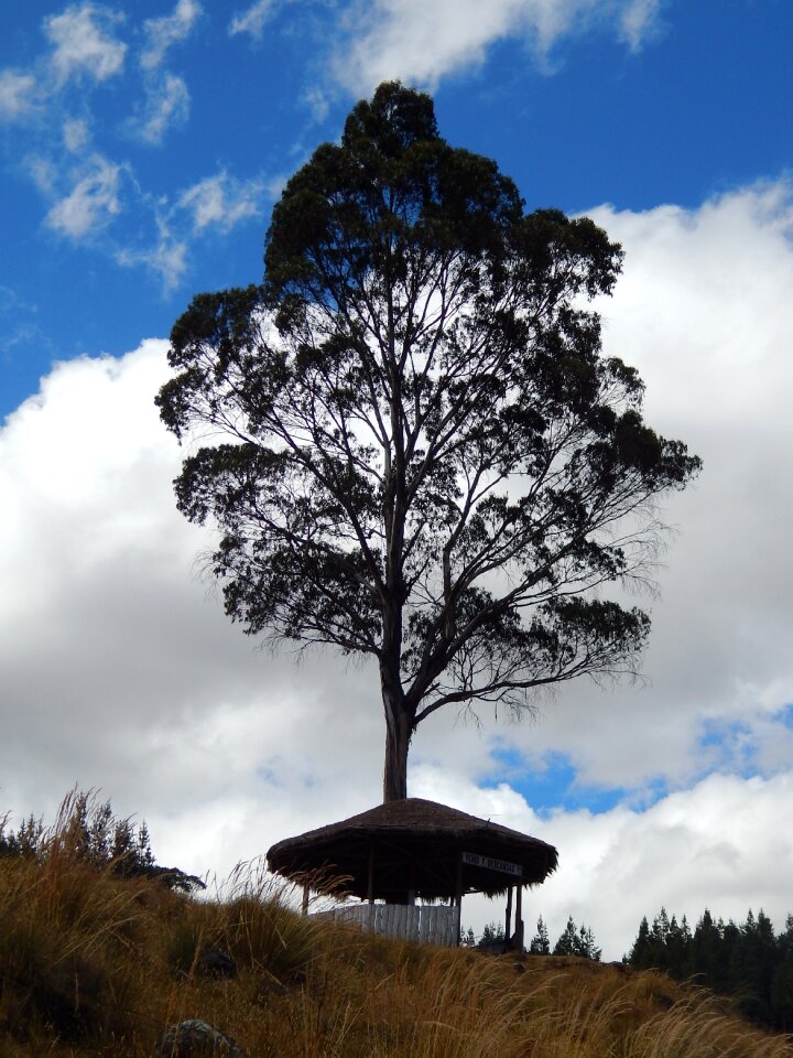 Natural tree nature