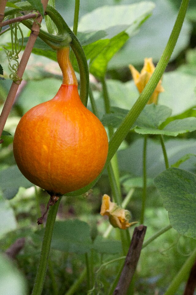 Garden orange yellow