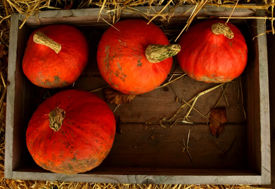 Autumn halloween orange