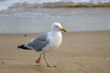 Waters sand seagull photo