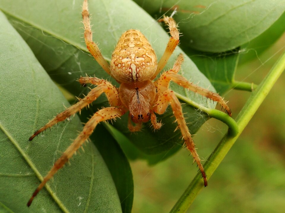 Nature invertebrates animals