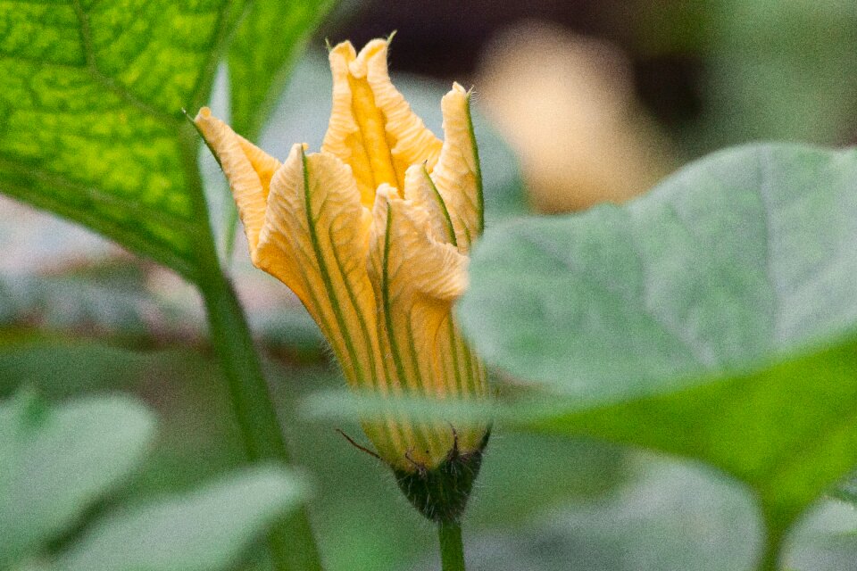 Garden orange yellow