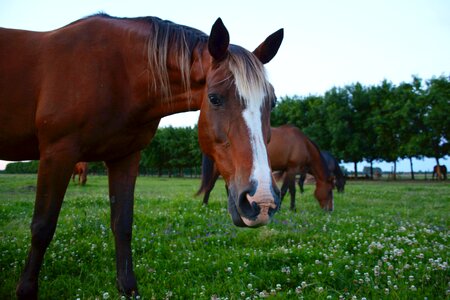 Horse looks at camera clover animals photo