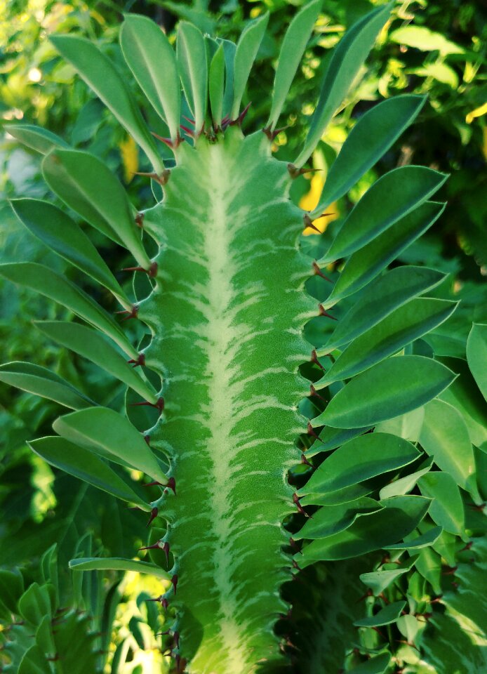 Green plants floral