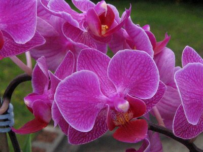 Orchid pink houseplant